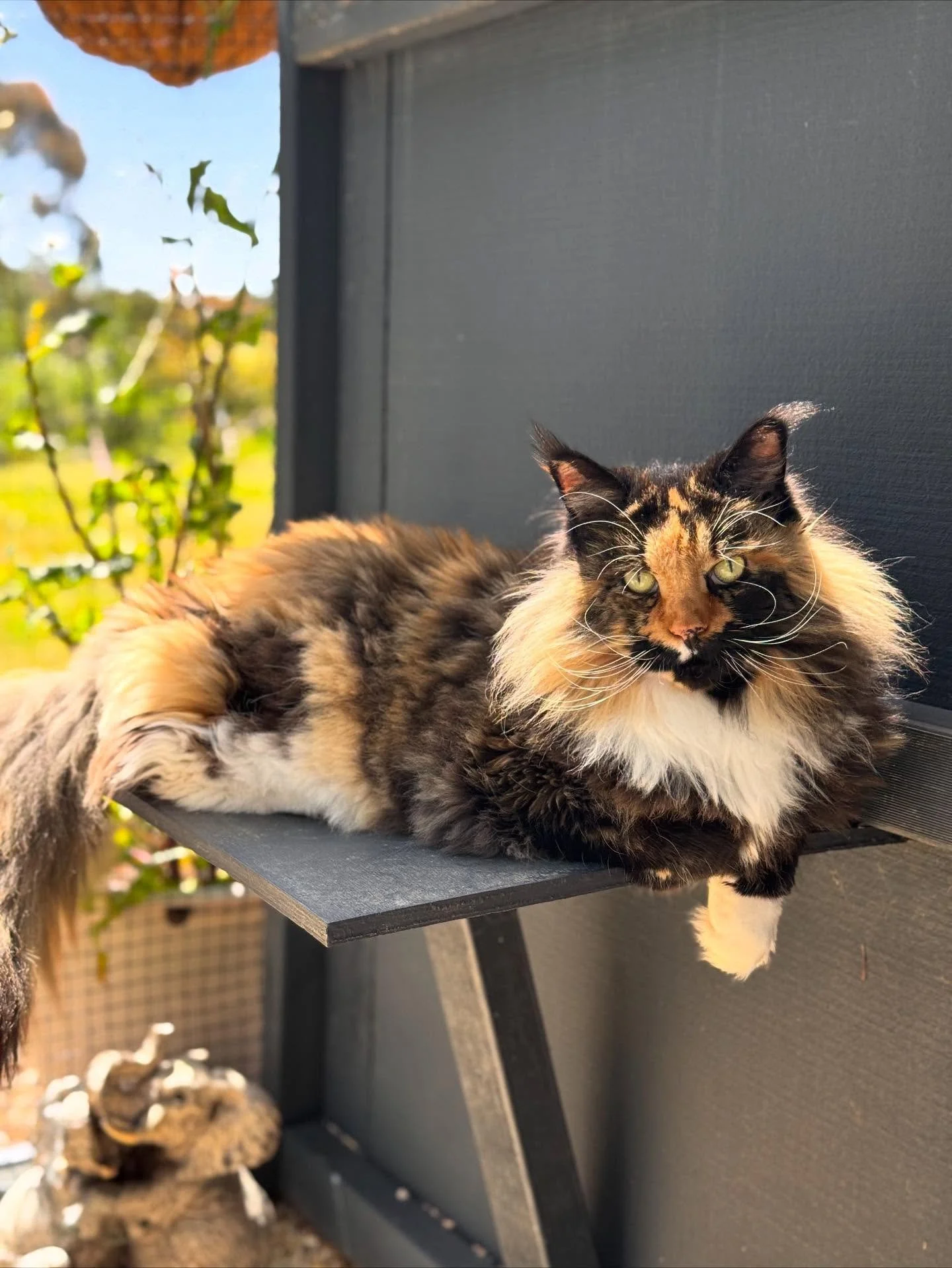 🦋 Maisie &amp; Pippa 🦋
These two glorious Maine Coons have been living their best lives with us! Maisie is the confident chatterbox while sweet Pippa prefers to quietly observe, offering gentle affection when you least expect it. 💕
Both are true w