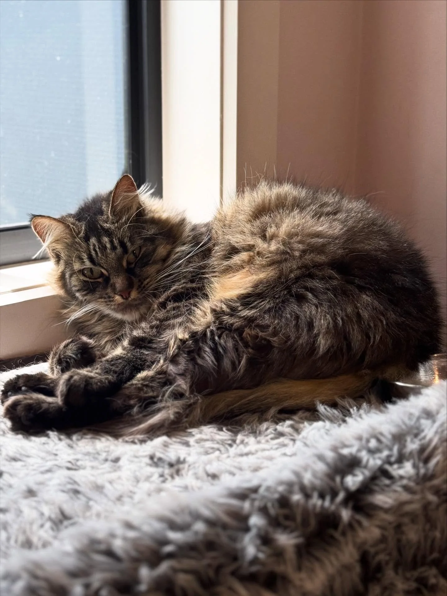 🌙 Little Luna 🌙
Luna holds a special place in our hearts - once one of our foster cats, now a beloved guest we&rsquo;re lucky to see again and again. 💕 She&rsquo;s such a sweet little soul who adores her scratches and brushing sessions, always ful