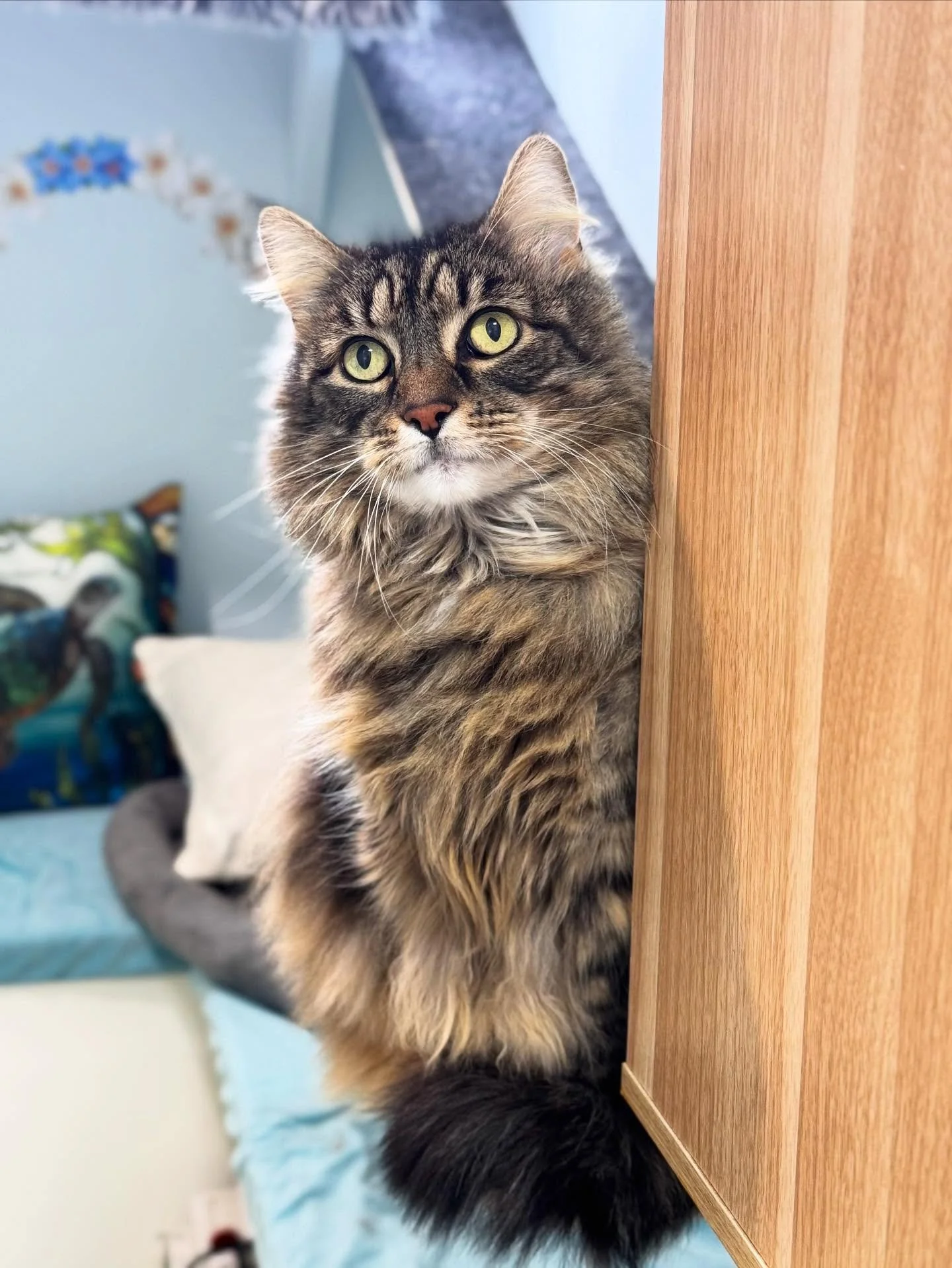 🌺 Rosie 🌺
Rosie has been brightening our days with her sweet head boops, big stretches, and adorable rolls whenever you talk to her! 💕 She&rsquo;s such an affectionate girl, enjoying a well-deserved long stay in our Premium Hawaii Room.
&bull;
&bu