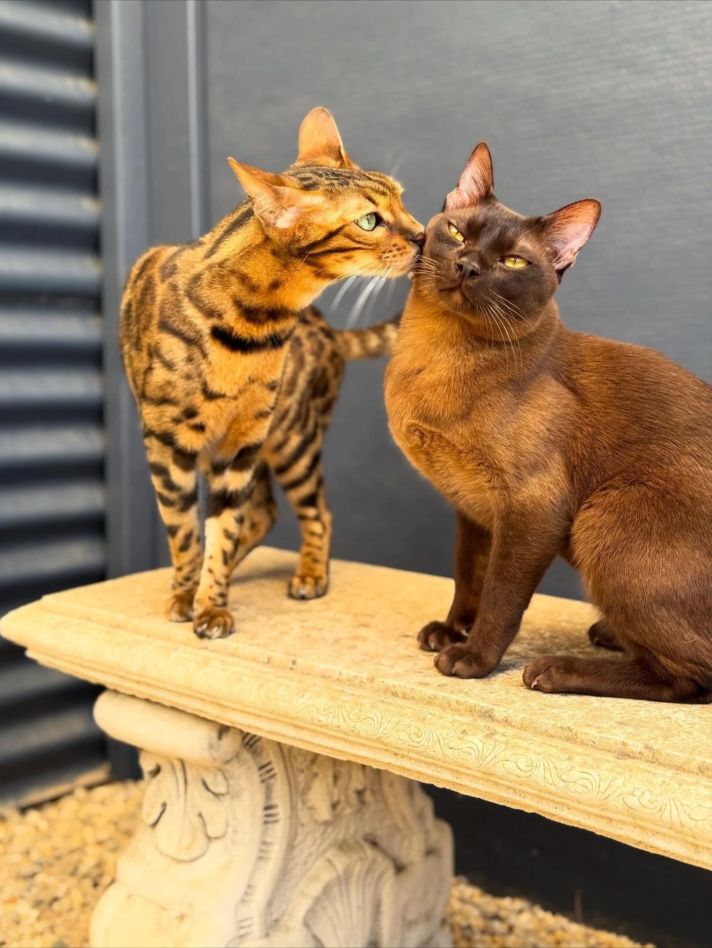 ☀️ Loki &amp; Rajah ☀️
Our favourite little troublemakers! 😸 These two are endlessly sweet and affectionate - especially with each other - but also full of playful mischief. From chasing each other around to rolling in the sunshine of their Penthous