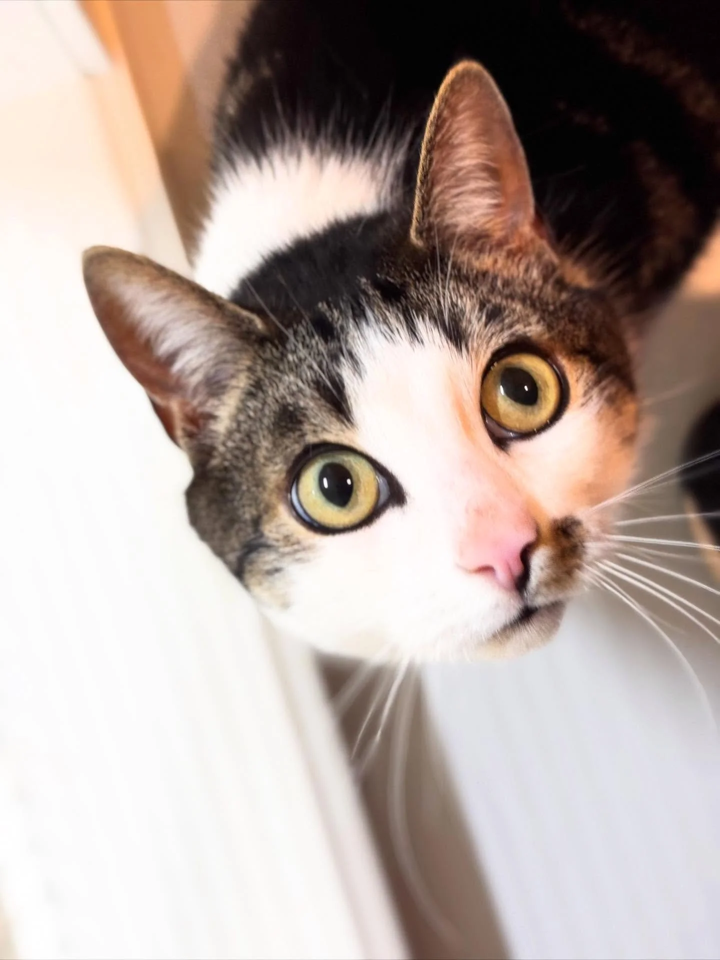 💛 Wonderful Walter 💛
Walter is one very special little guy -  in the most beautifully unique way. Despite a tough start to life, he&rsquo;s grown into the happiest, most playful little guy, never letting his disability slow him down for a second. ?