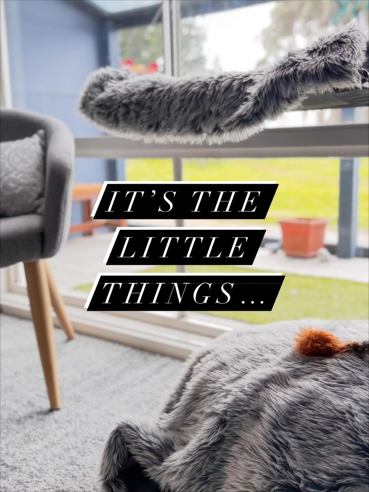 At Purr-Central, we believe it&rsquo;s the little things that make a stay feel special - the cosy blankets, thoughtful touches, and tiny moments of comfort that our guests (and their humans) appreciate most ✨
From serene spaces to playful perks, we&r