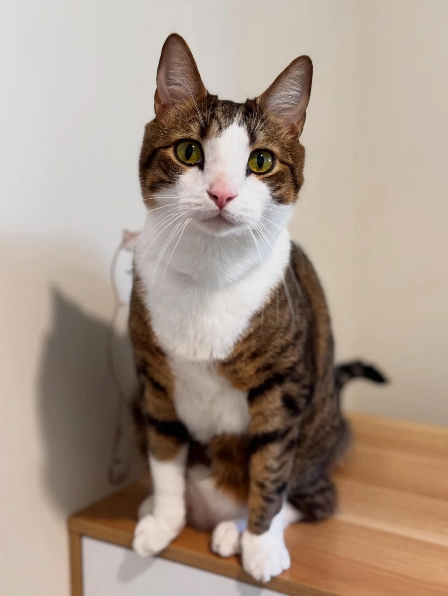 👋🏻 Hi Cody 
Cody is a super sweet boy with the gentlest nature. Always calm, affectionate, and happy to soak up the attention, he&rsquo;s been an absolute joy to have with us 🤍✨
#catsofinstagram #cathotel #geelong