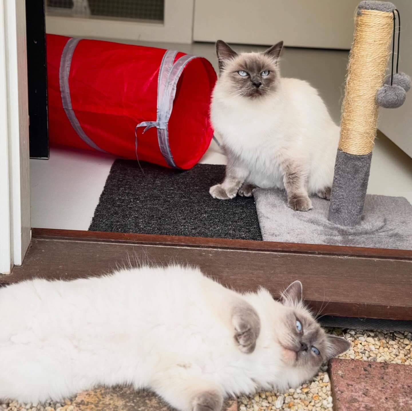 💕 Double the ragdoll love 💕
Meet Daisy and Flora 🌼🌸 These beautiful sisters may look identical, but they each bring twice the sweetness! 🥰 Super affectionate with both people and each other, they&rsquo;re rarely far apart - always sharing cuddle