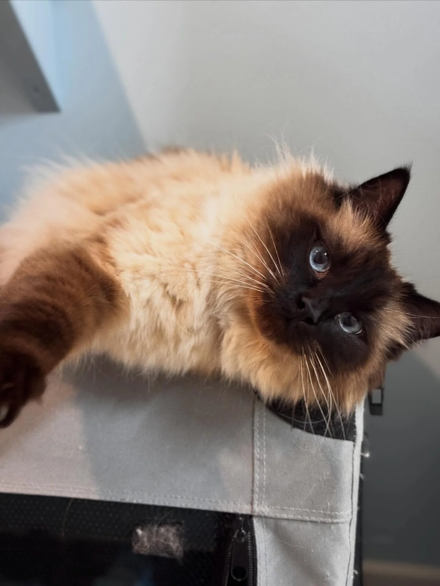 Warm days are for lounging around 😎
&bull;
&bull;
&bull;
#catsofinstagram #ragdoll #cathotel #relaxed