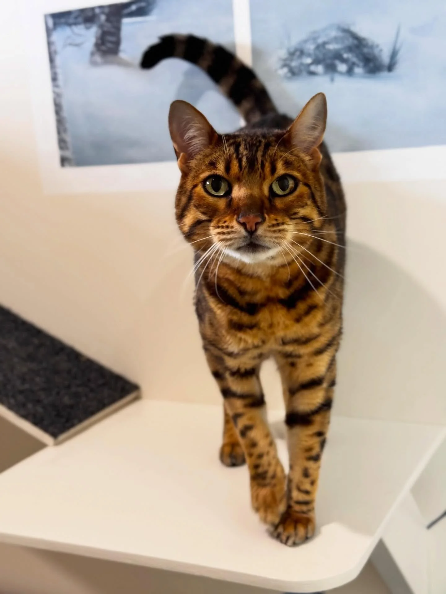 🐾 Bumi the Bengal 🐾
A familiar face and long-time guest, Bumi has been visiting us for years and never fails to bring the fun! This playful boy loves attention and is always ready for a game or some well-earned pats. 💕🐆

#catsofinstagram #bengal 