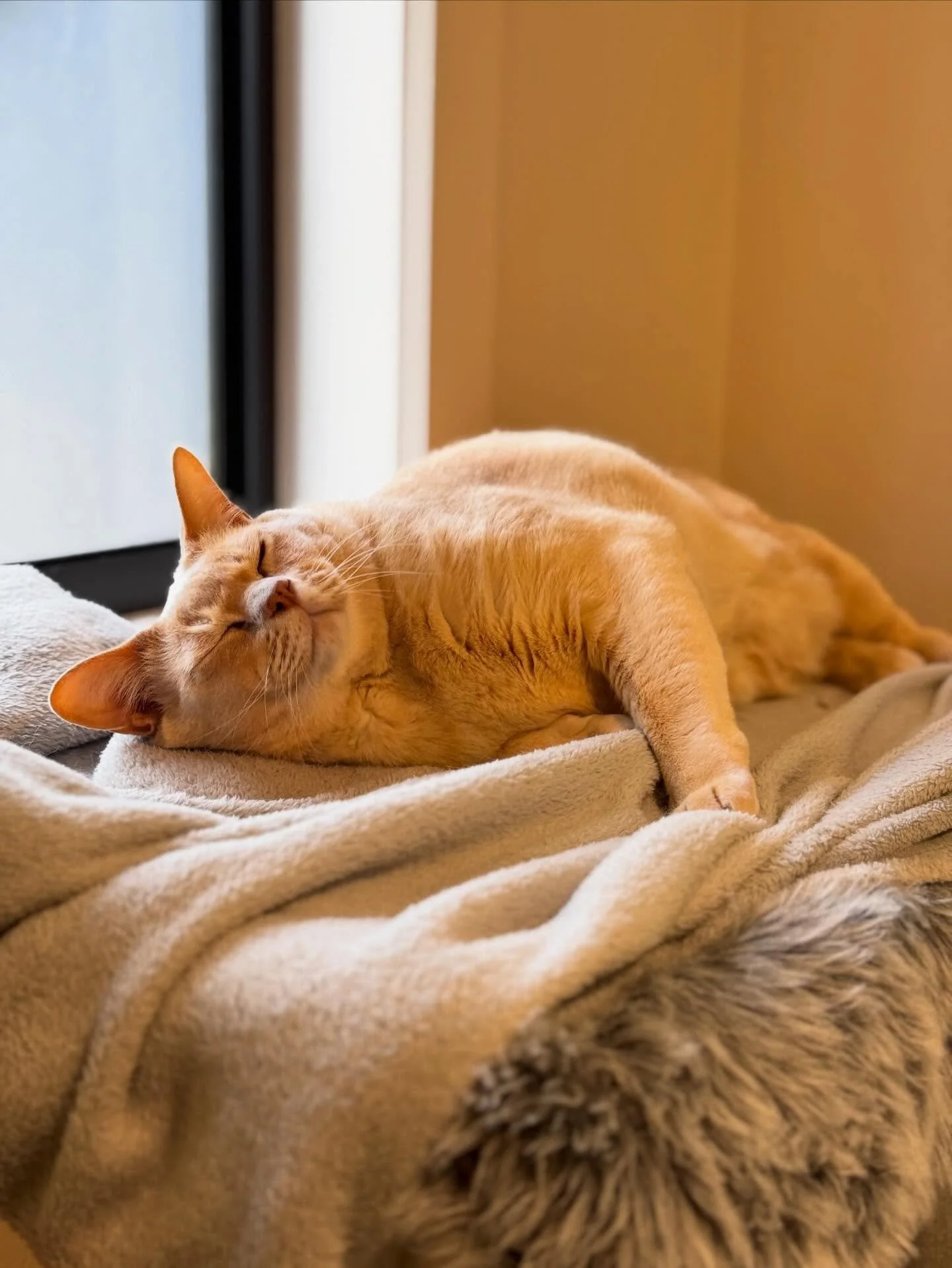 When the blanket is extra fluffy and the nap hits harder 😴
#catsofinstagram #cathotel #burmese