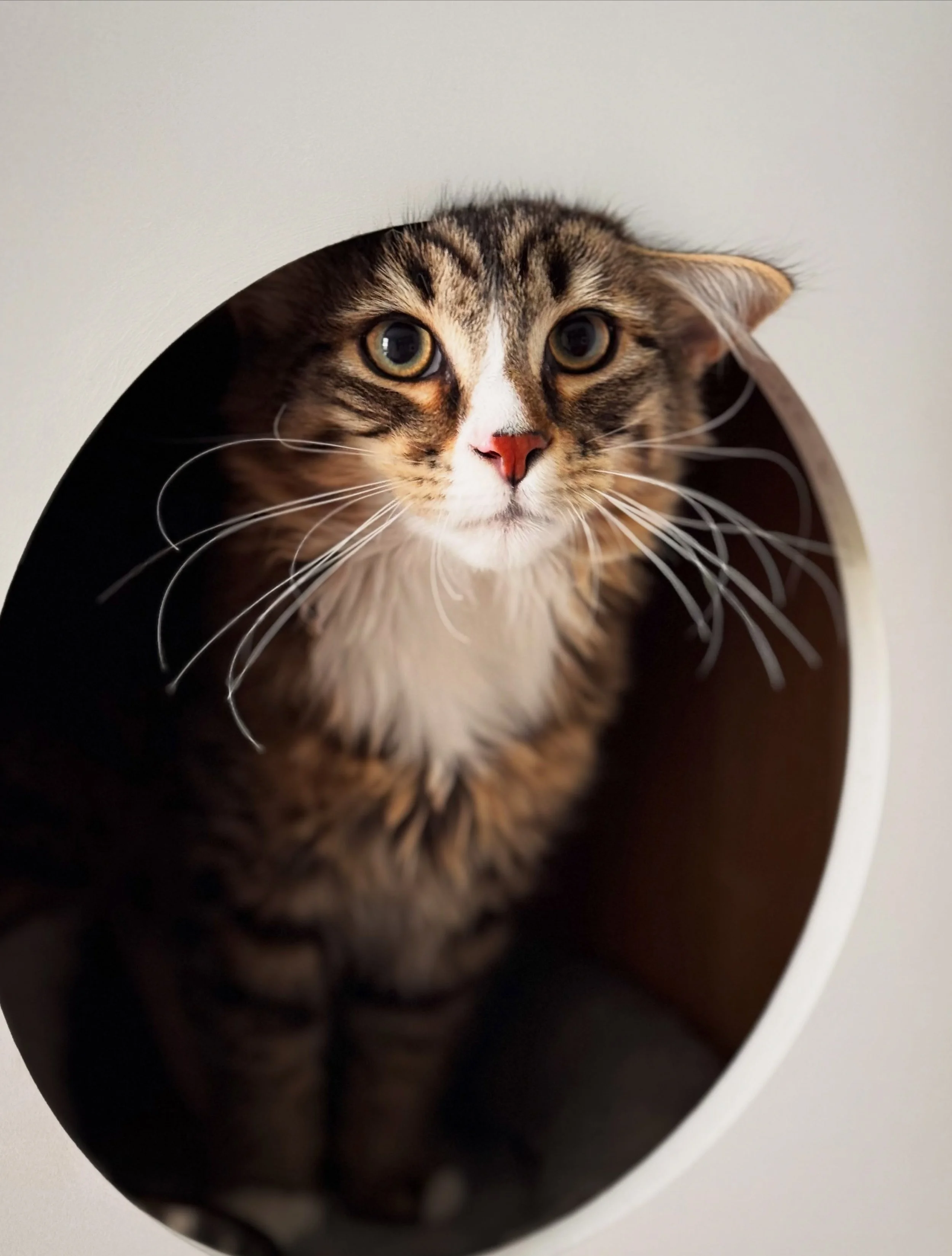 When you&rsquo;re only a kitten and already this photogenic 📸 💁 Jimmy has captured our hearts 🩵

#catsofinstagram #cathotel #purrcentral #geelong #melbourne