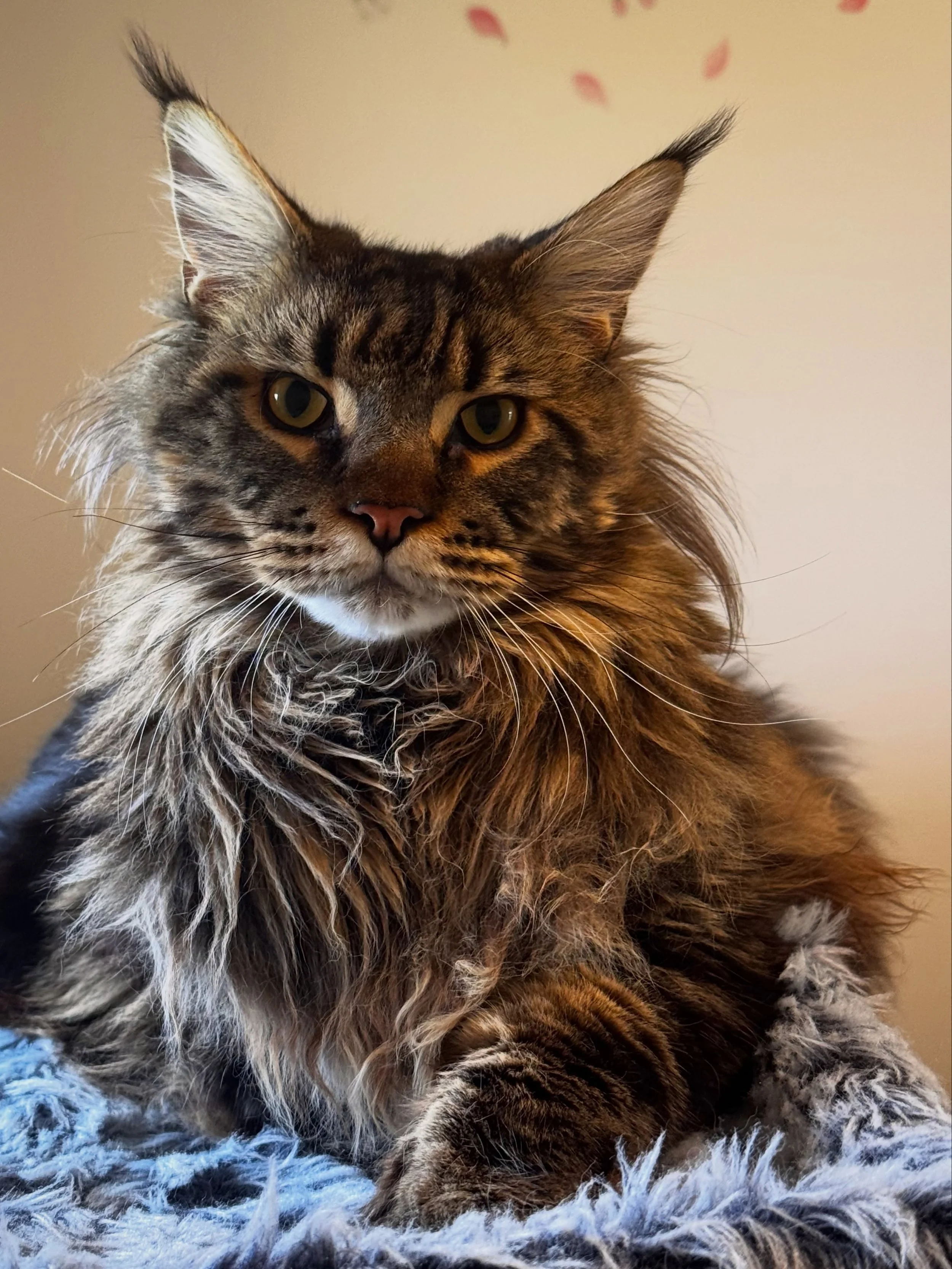 Look who&rsquo;s all grown up! 🥹🤍
Bobby first stayed with us as a &ldquo;little&rdquo; Maine Coon kitten, and now he&rsquo;s back at 1 year old - already enormous, absolutely beautiful and with more growing still to do!
He&rsquo;s playful, mischiev