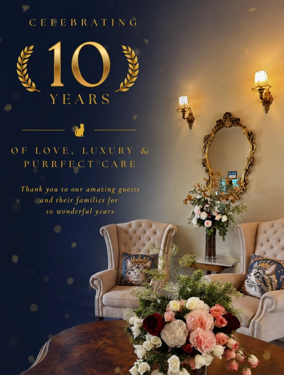 The secret&rsquo;s out&hellip;Purr-Central is turning 10. ✨🐾

This November marks 10 years since we first opened our doors, and what an incredible decade it has been.
Ten years of beautiful feline guests, familiar faces, favourite rooms, happy reuni