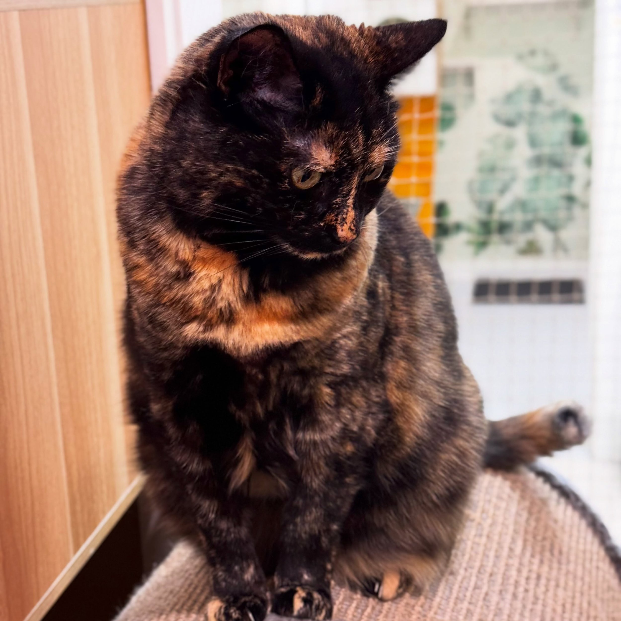 One question we get asked a lot: &ldquo;Can I bring my cat&rsquo;s own belongings?&rdquo; 🐾
Absolutely! 🤍

We love seeing our guests bring along the things they know and love - their favourite beds, blankets, toys, scratching posts and even their c