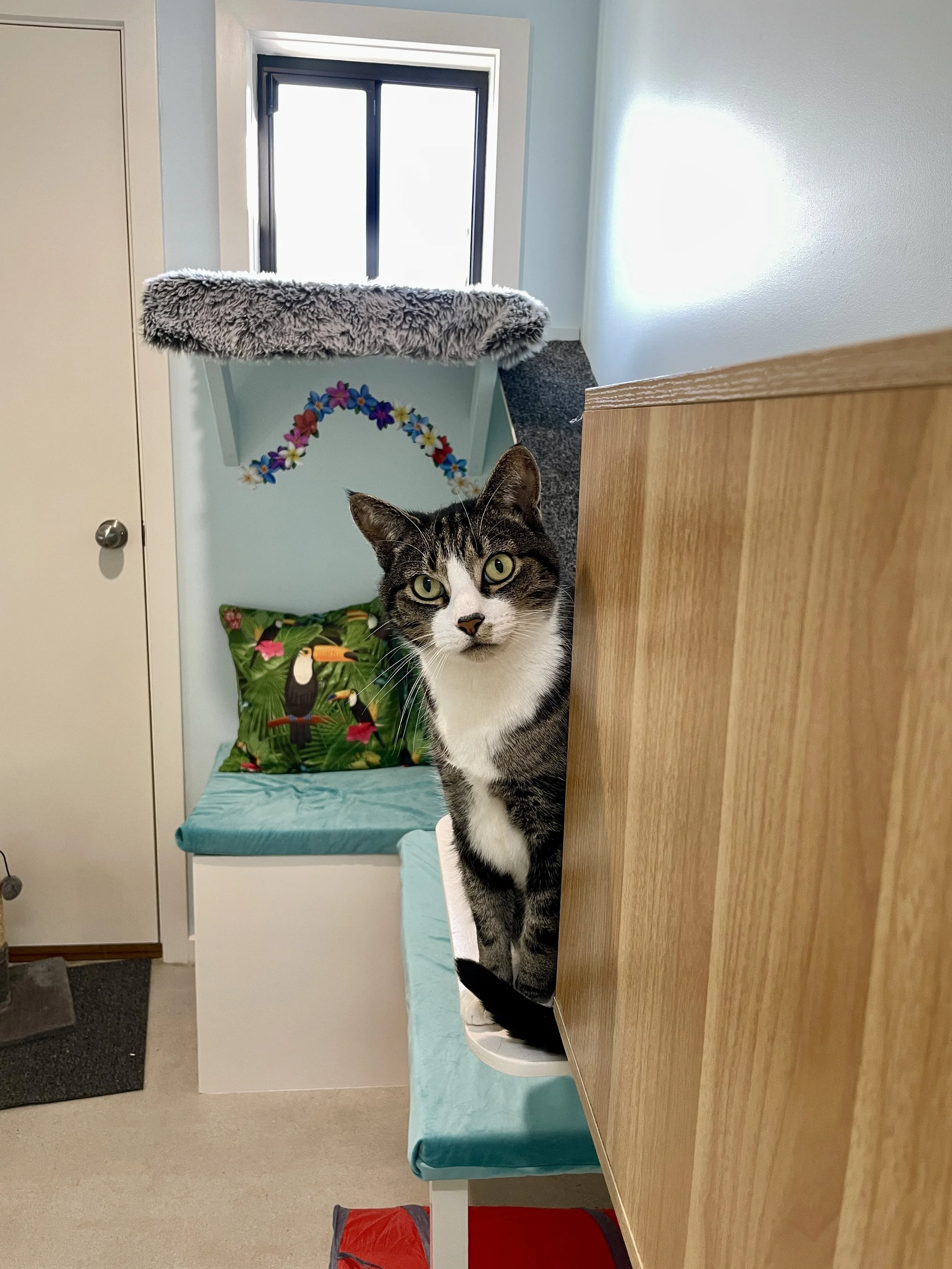 A black and white cat peeking out from behind a wooden cabinet in a room with a window, colorful decorations, and a corner cat perch with a fluffy covering.