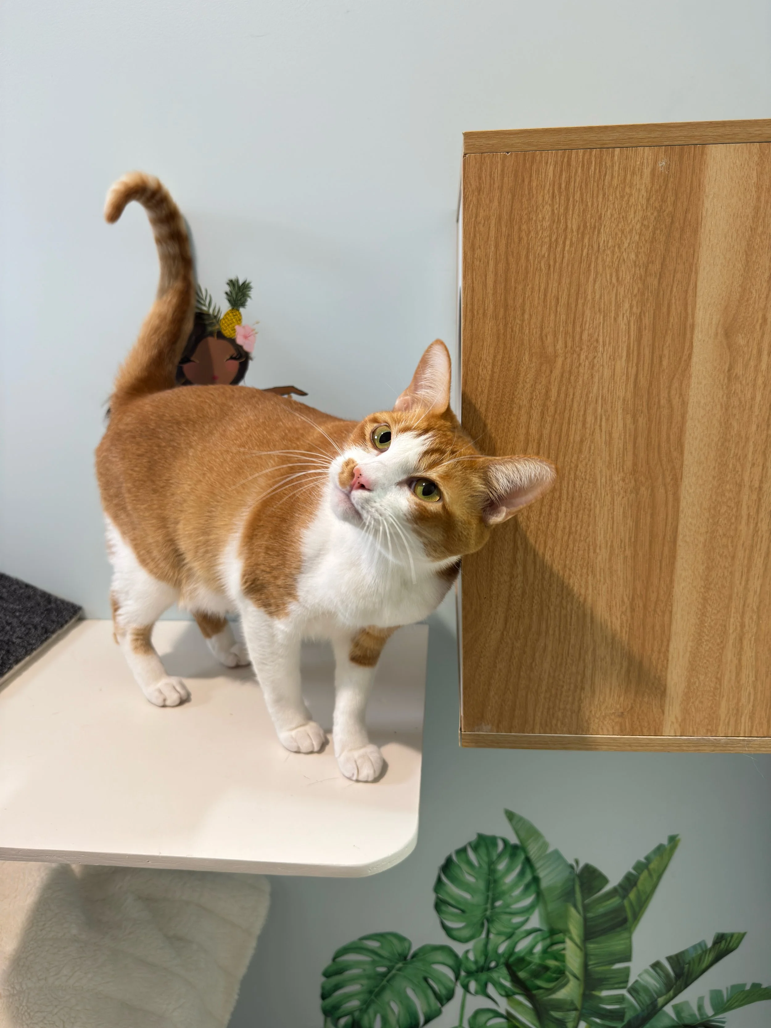 A ginger and white cat standing on a white platform smooching