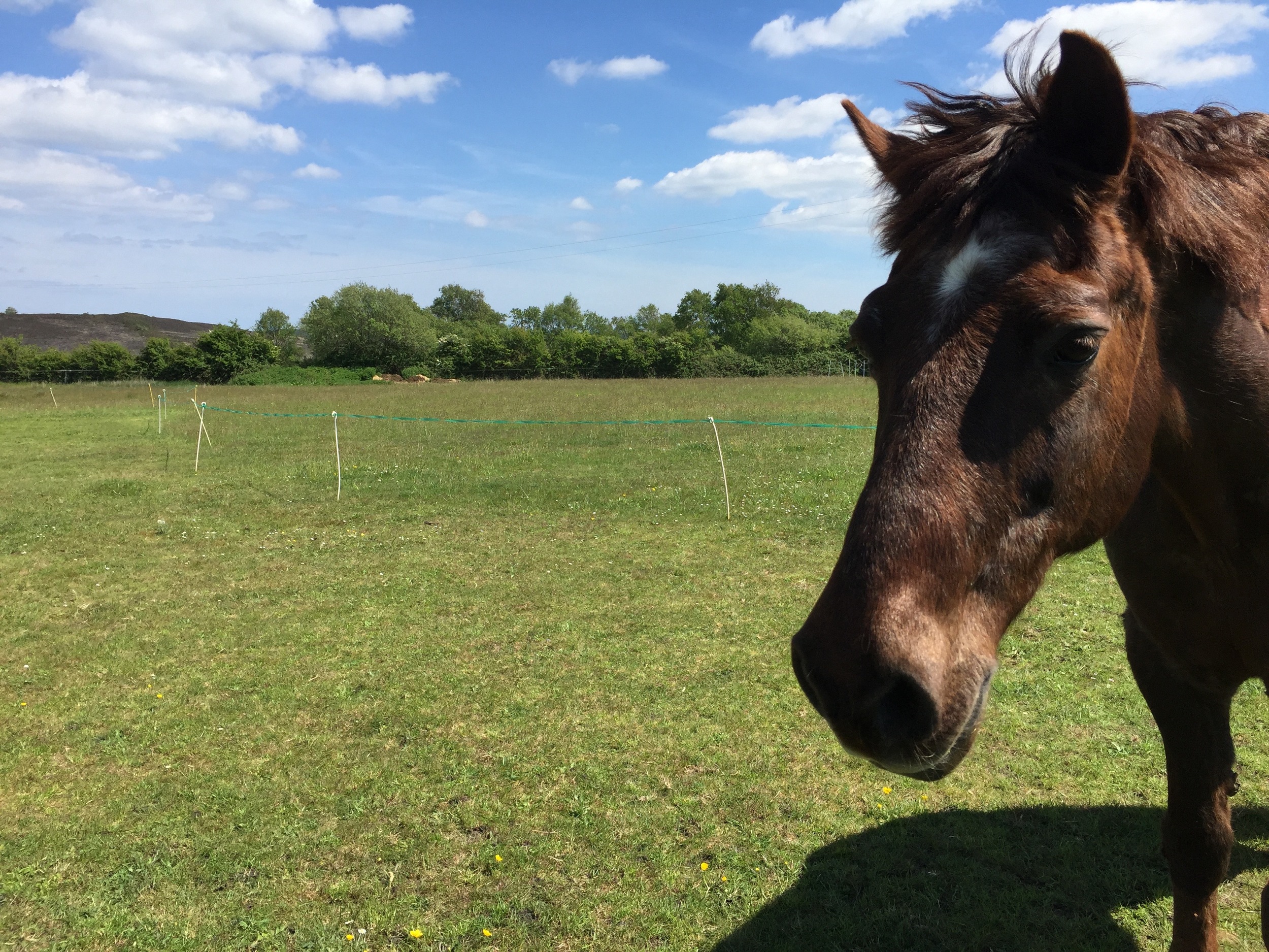 I'm Brian the horse. I live here, just on the field overlooking the campsite. Come and say hello but please don't feed me any treats as it's no good for me.