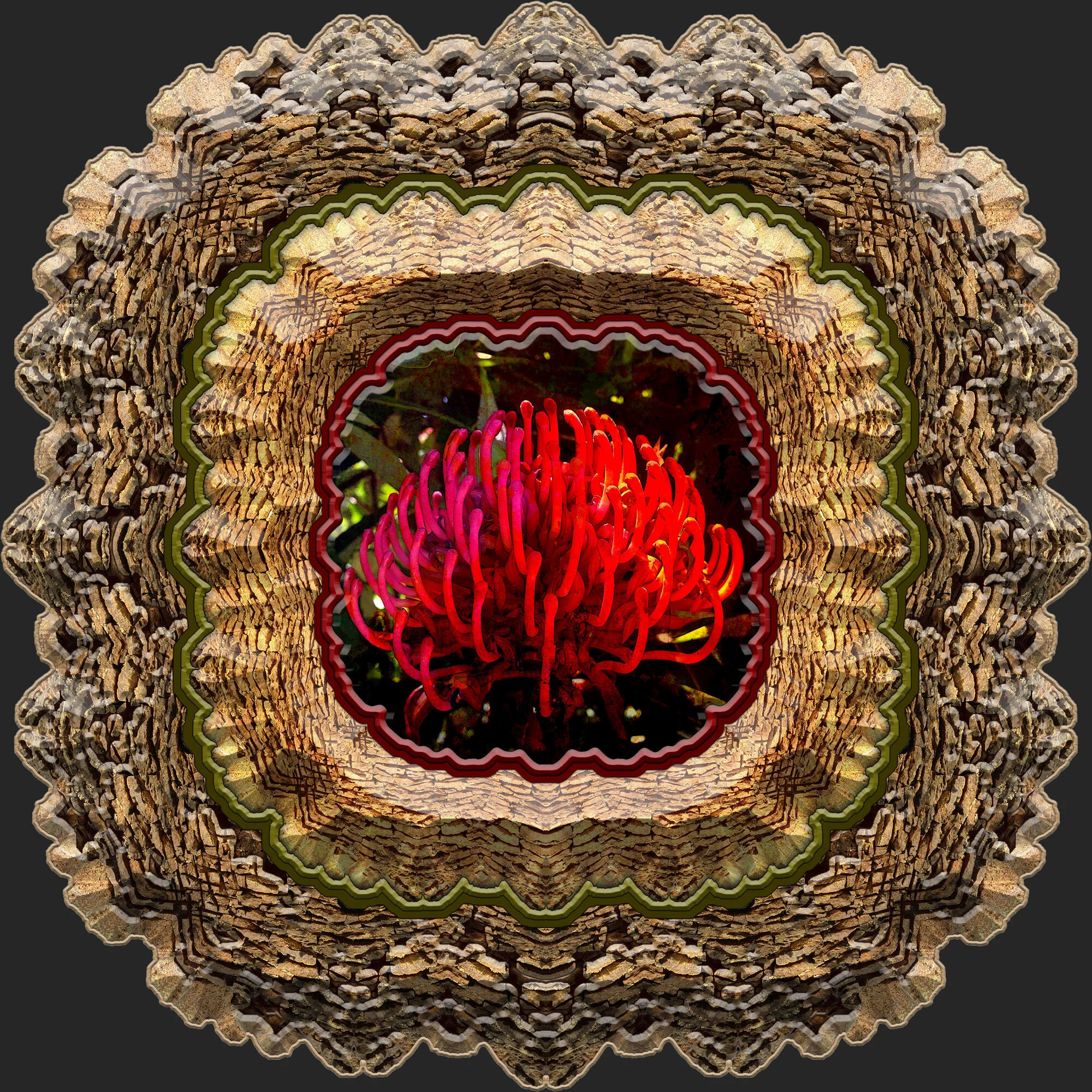 Waratah2-black.jpg