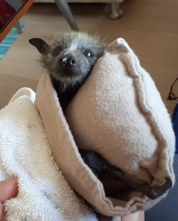 bat.jpg