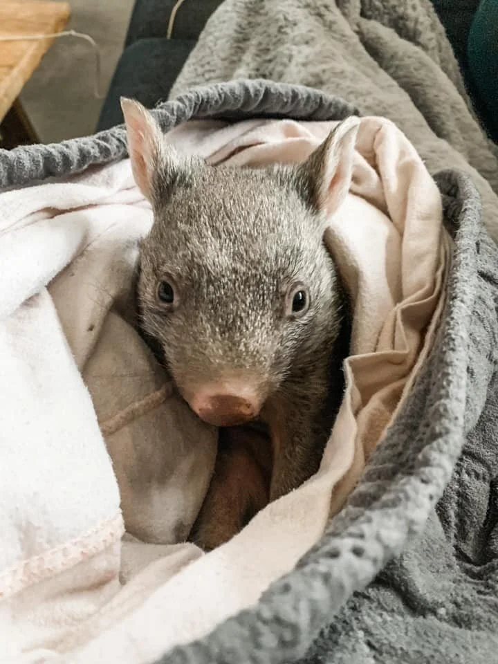 wombat.jpg