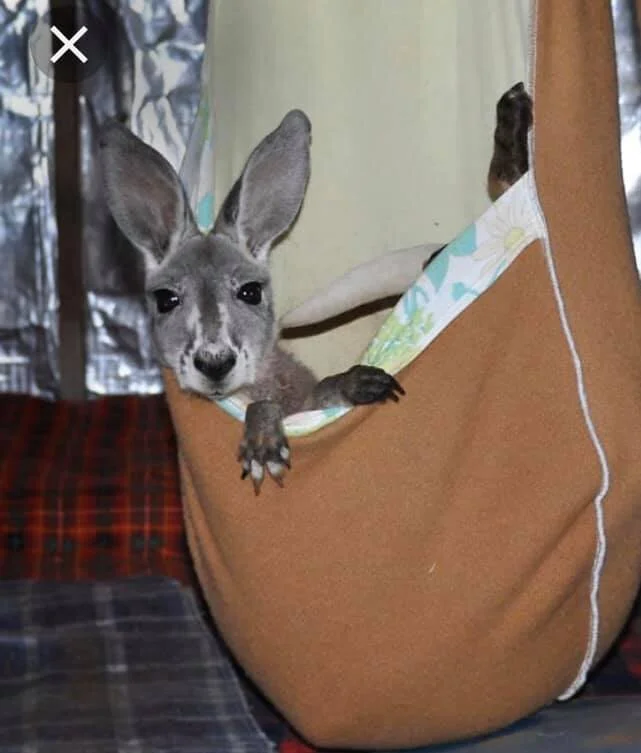 kangaroo.jpg
