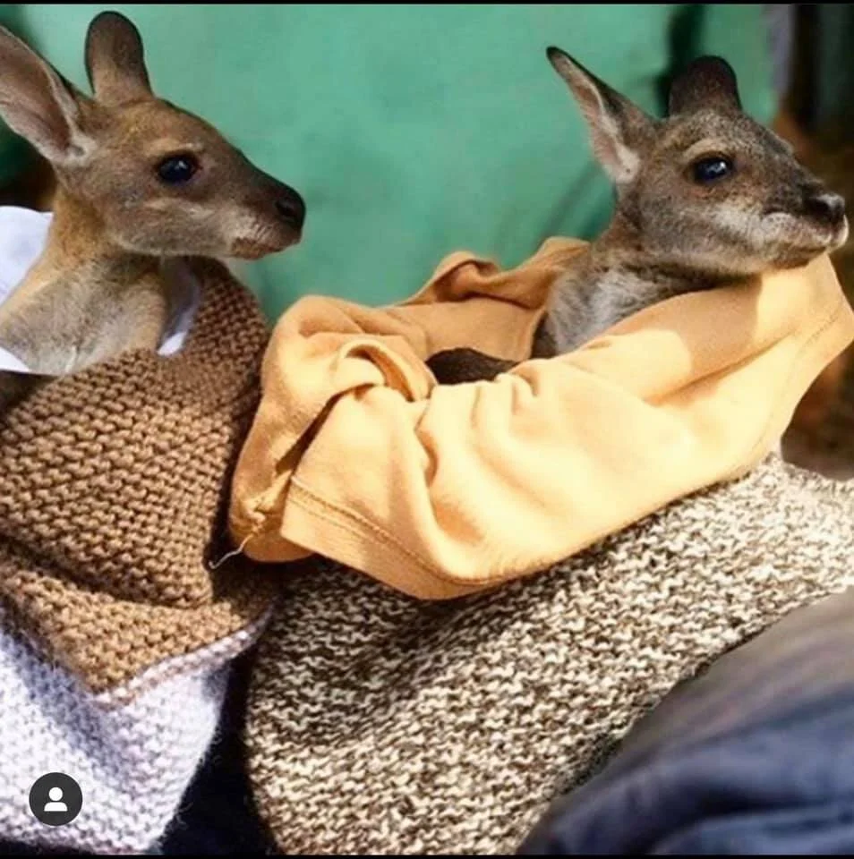 kangaroo2.jpg