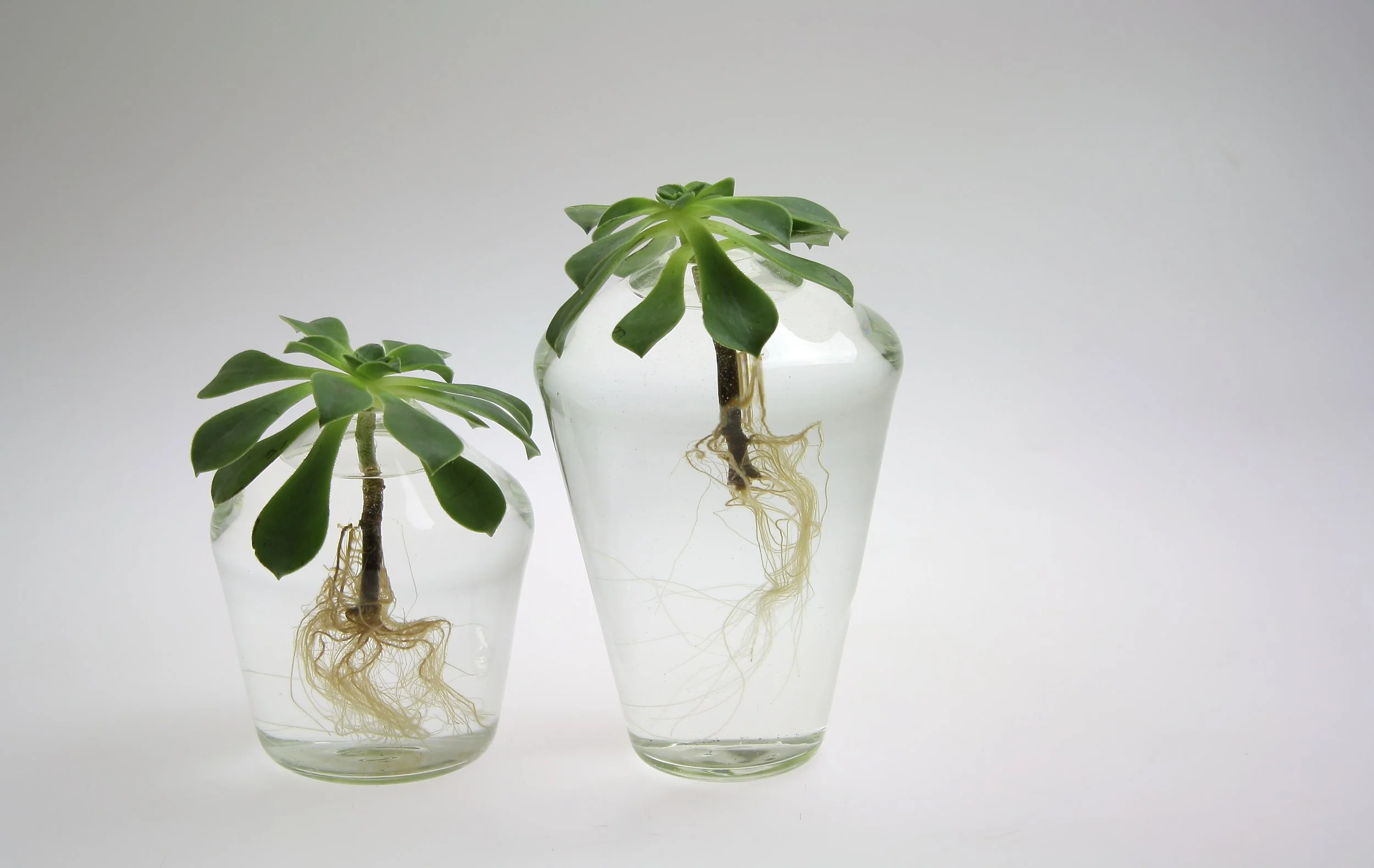Succulent Vases, 2015