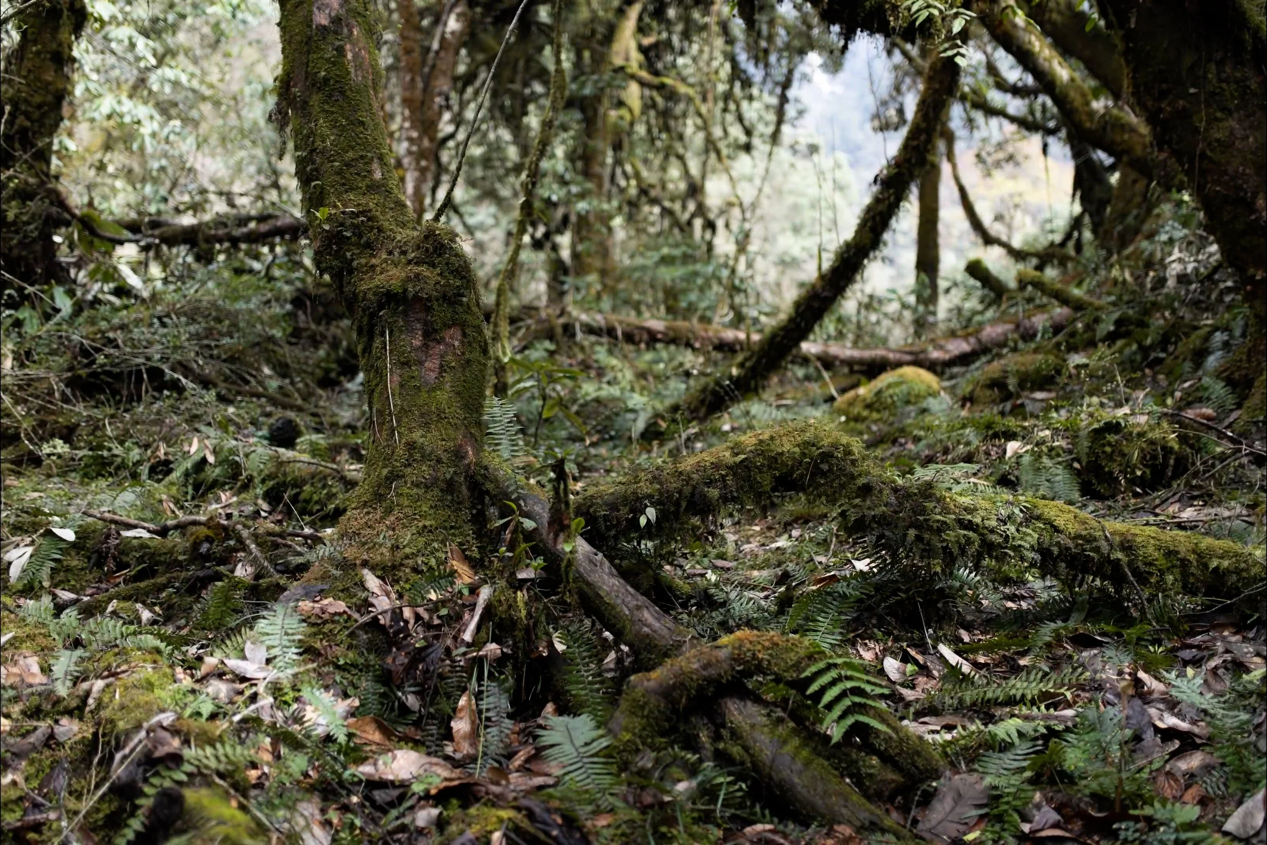 Sacred Forest_Tholung_Dzongu_Sikkim0001.jpg