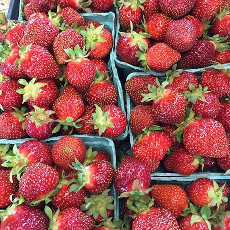 THE BERRY PATCH