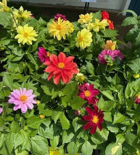 dahlias cropped.jpg