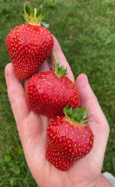 September strawberry perfection.jpg