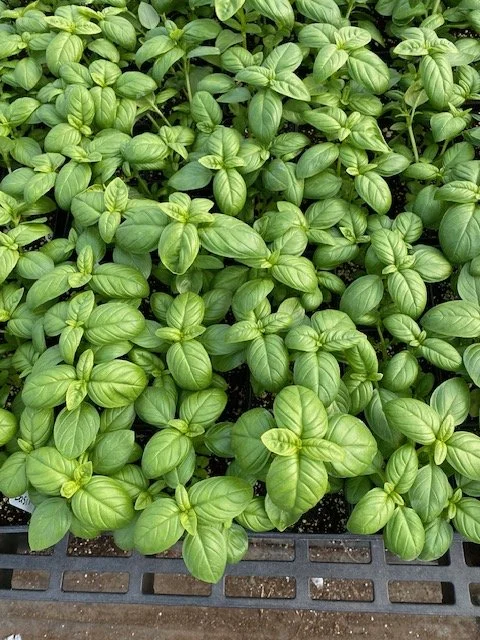 basil.jpeg
