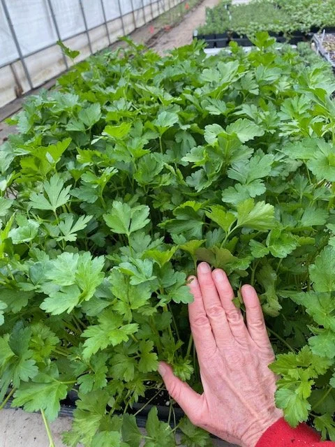 parsley.jpeg