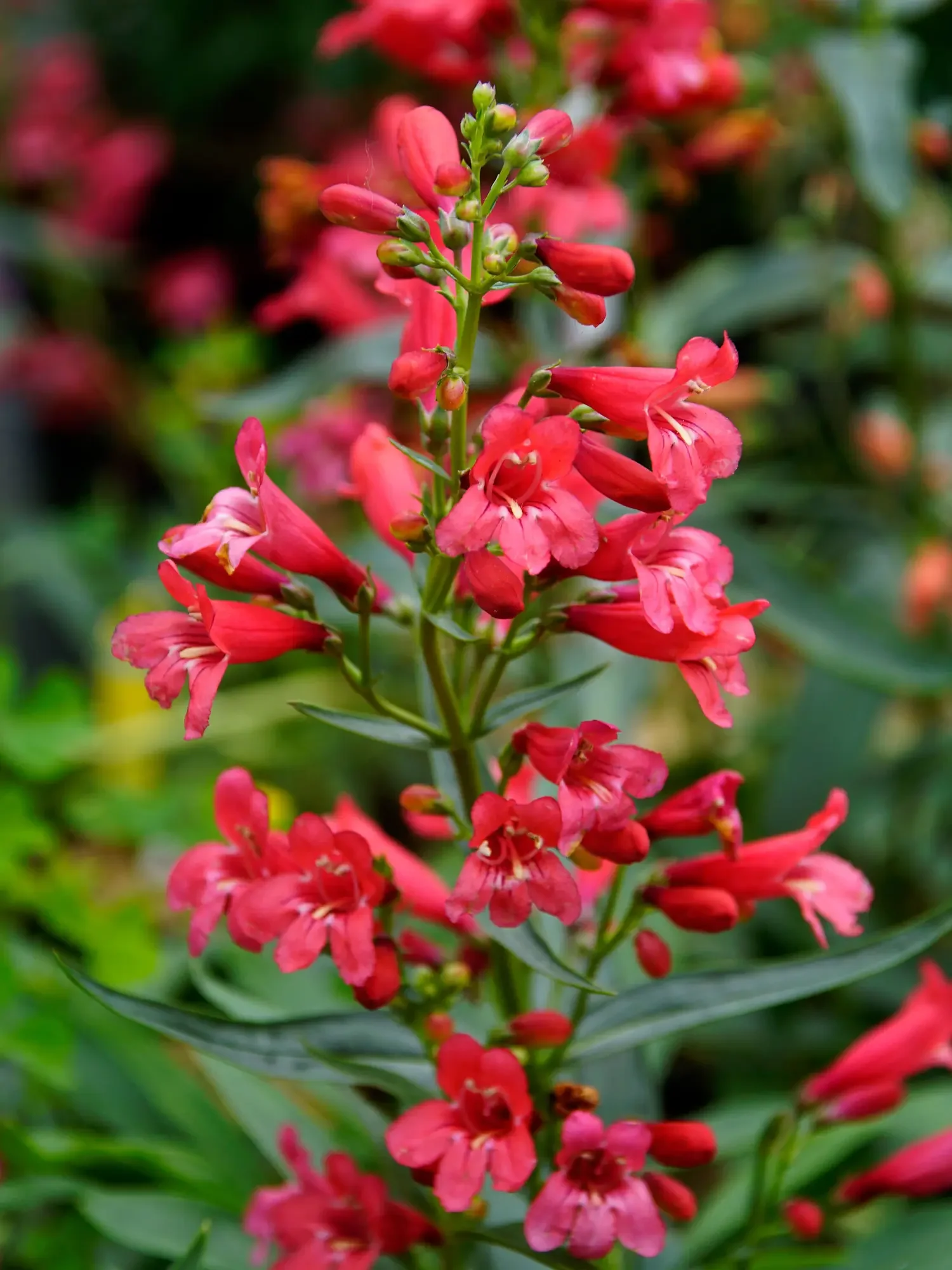 IMG_0066 penstemon.WEBP