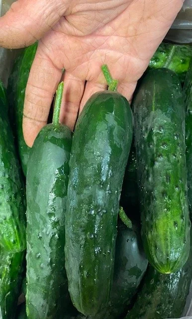 cucumbers June 2026.jpeg