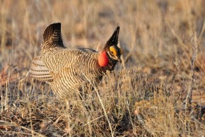 Lesser Praire Chicken