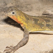 Spot Tailed Earless Lizard