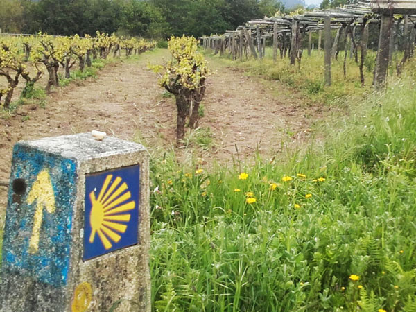 Camino de Santiago