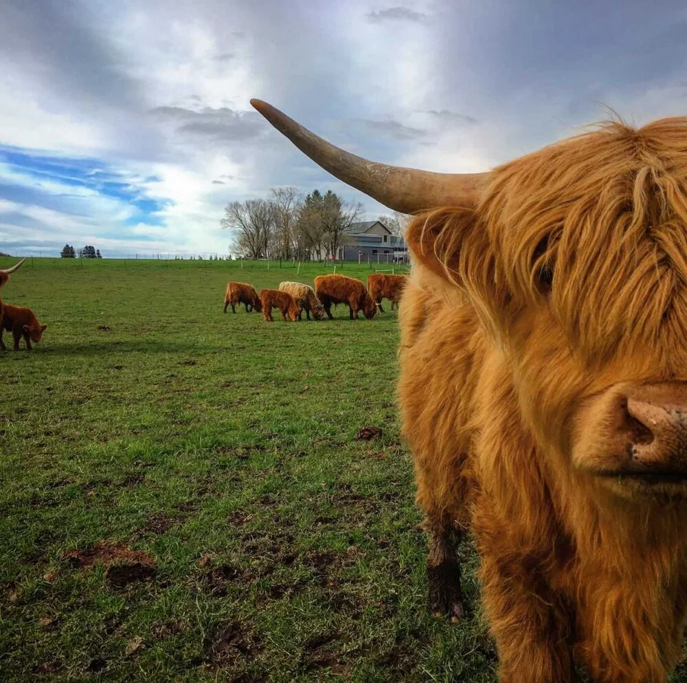 lazy i ranch cow super cute.jpg