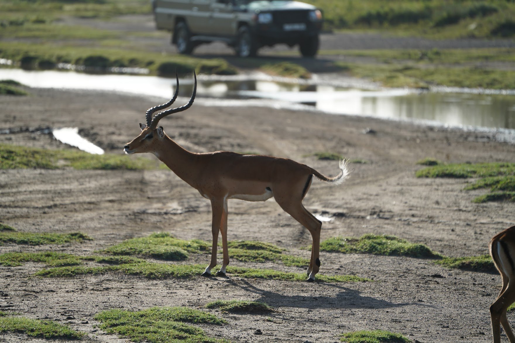 gazelle.jpeg