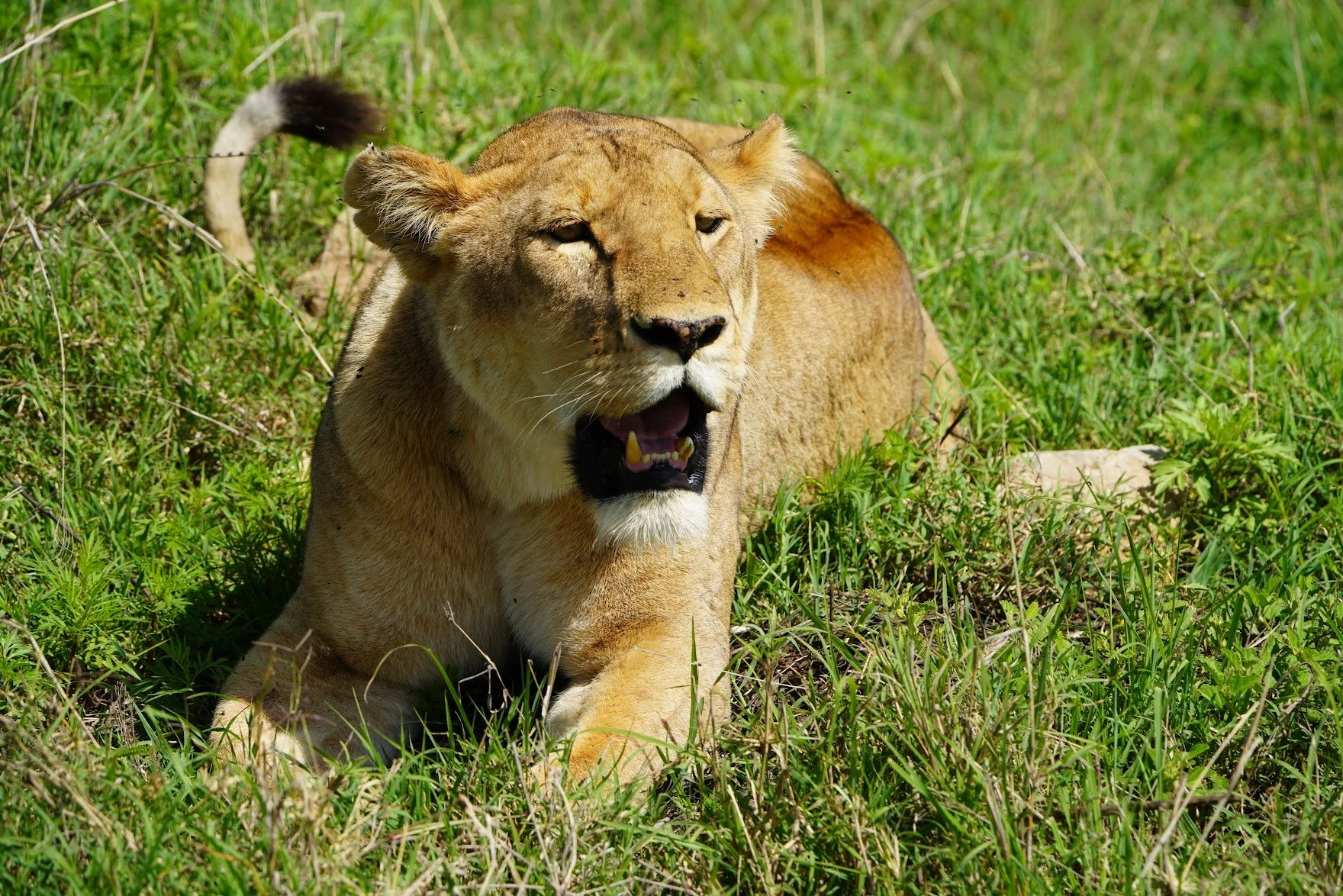 Marcia’s Musings: The Lion Sleeps Tonight