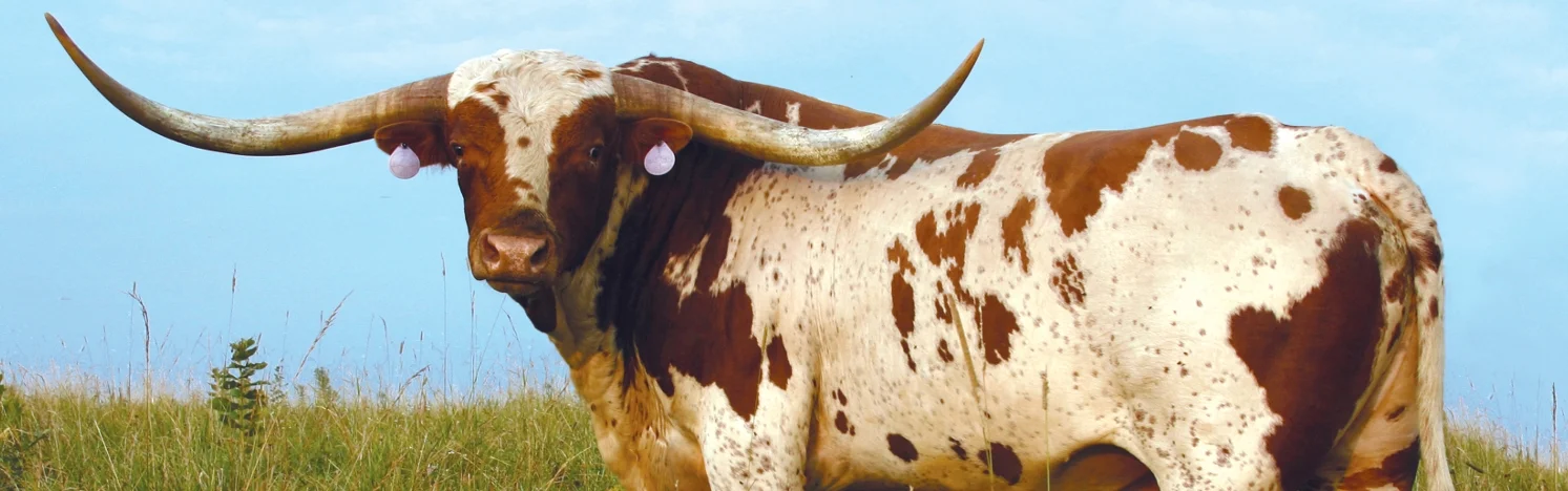 Longhorn Banner Optimal.jpg