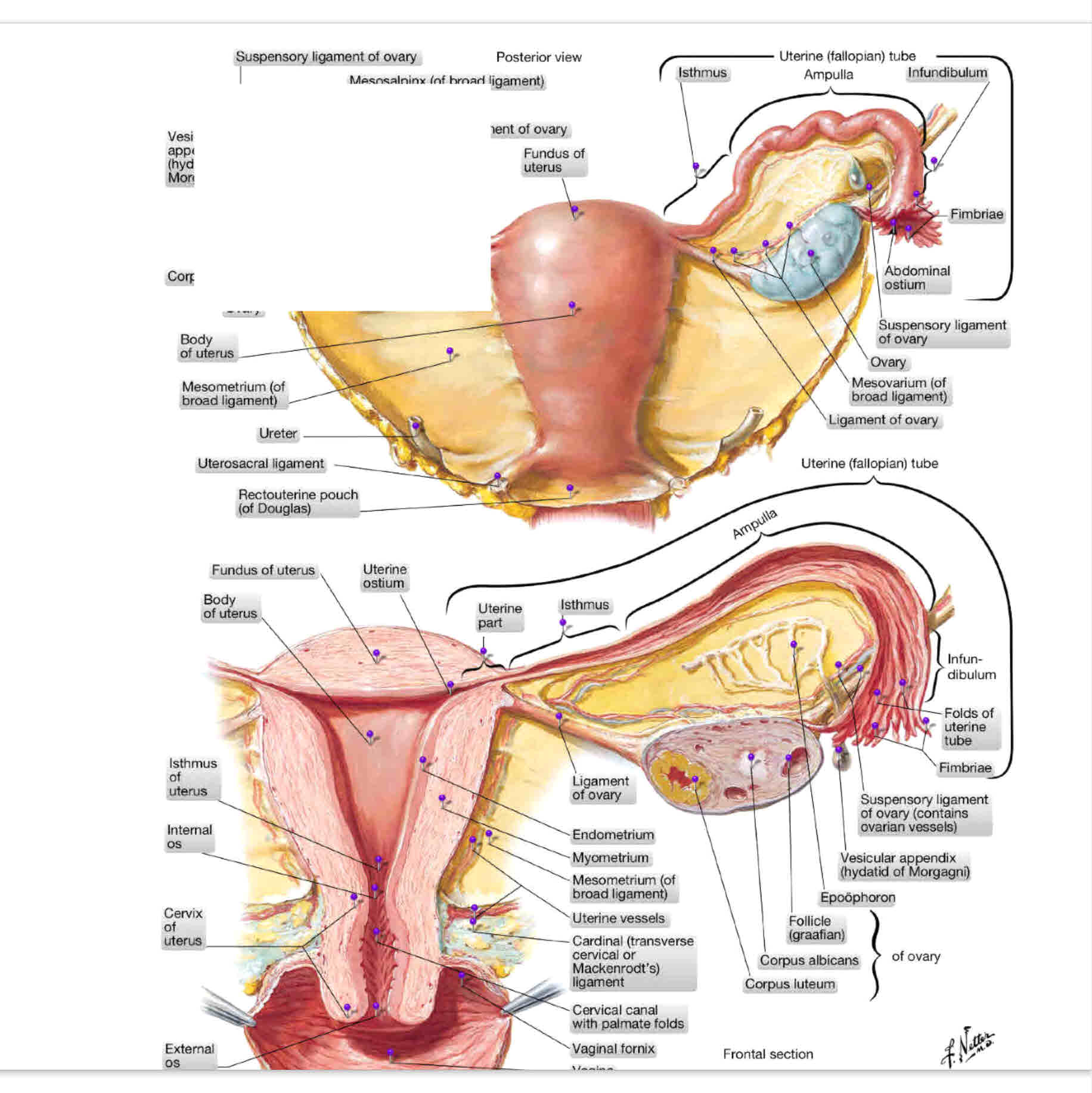 1 Diagram.jpg