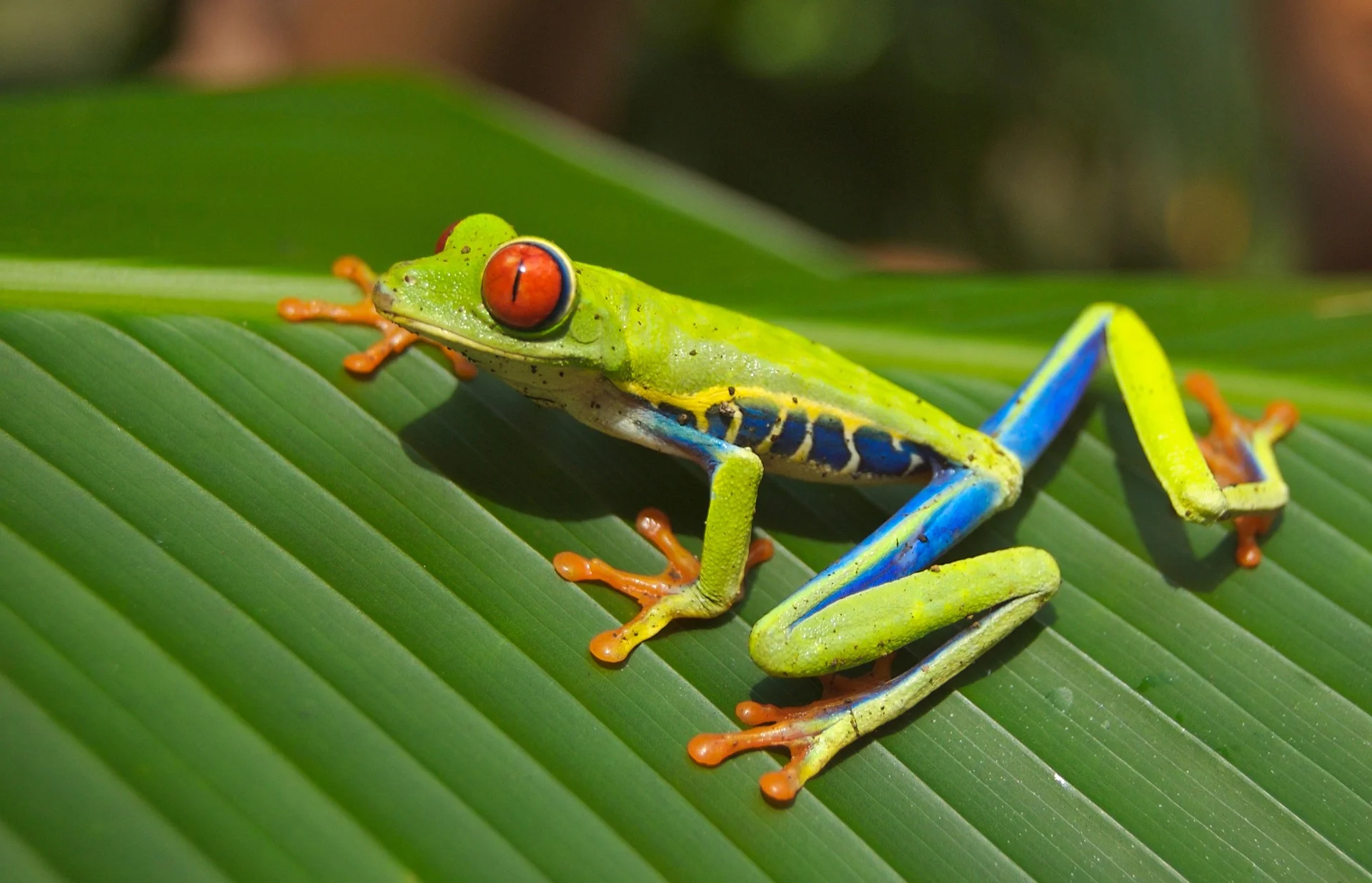 Interleaving examples of different species of animal can help learners to remember these new categories and to transfer this learning when trying to identify novel examples. Image: Pixabay .