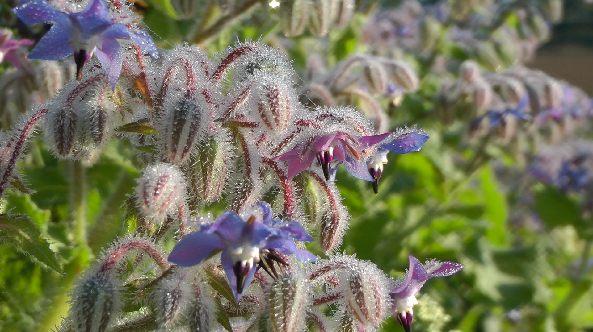 Crystal Borage.jpg