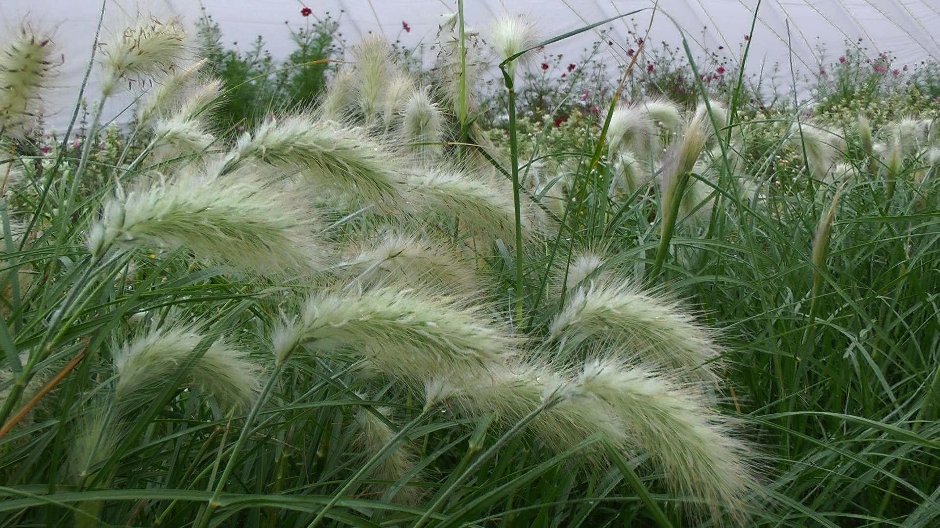 SILVER GRASSES.jpg