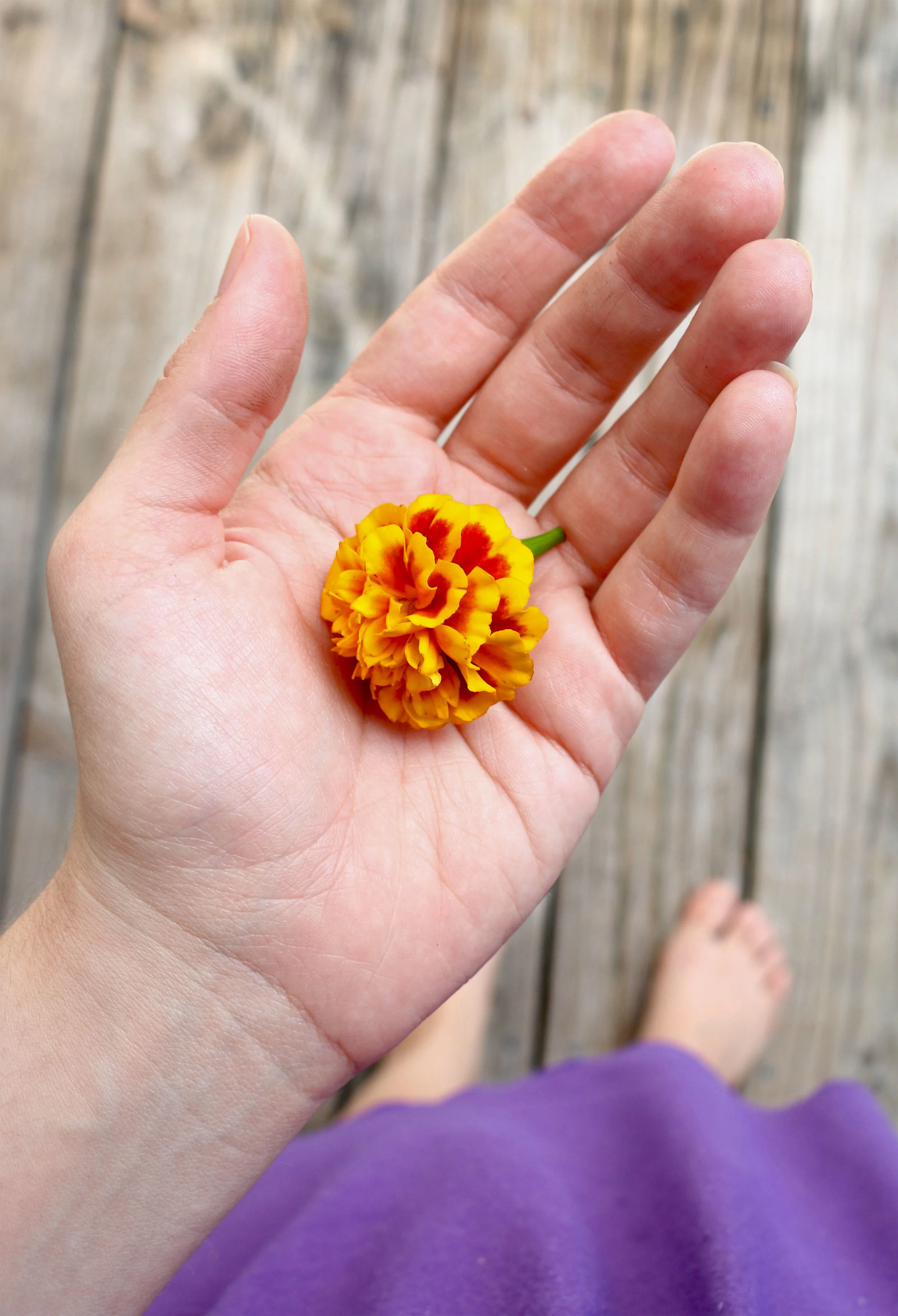 A Marigold... some say a marigold is a symbol of the sun, of passion and creativity, also believed to be used to enhance prophecy and psychic dreams. They also help control unwanted insects from eating nearby plants. I love these in my little garden, they brighten up my day, as I hope this little one brightens up yours! 