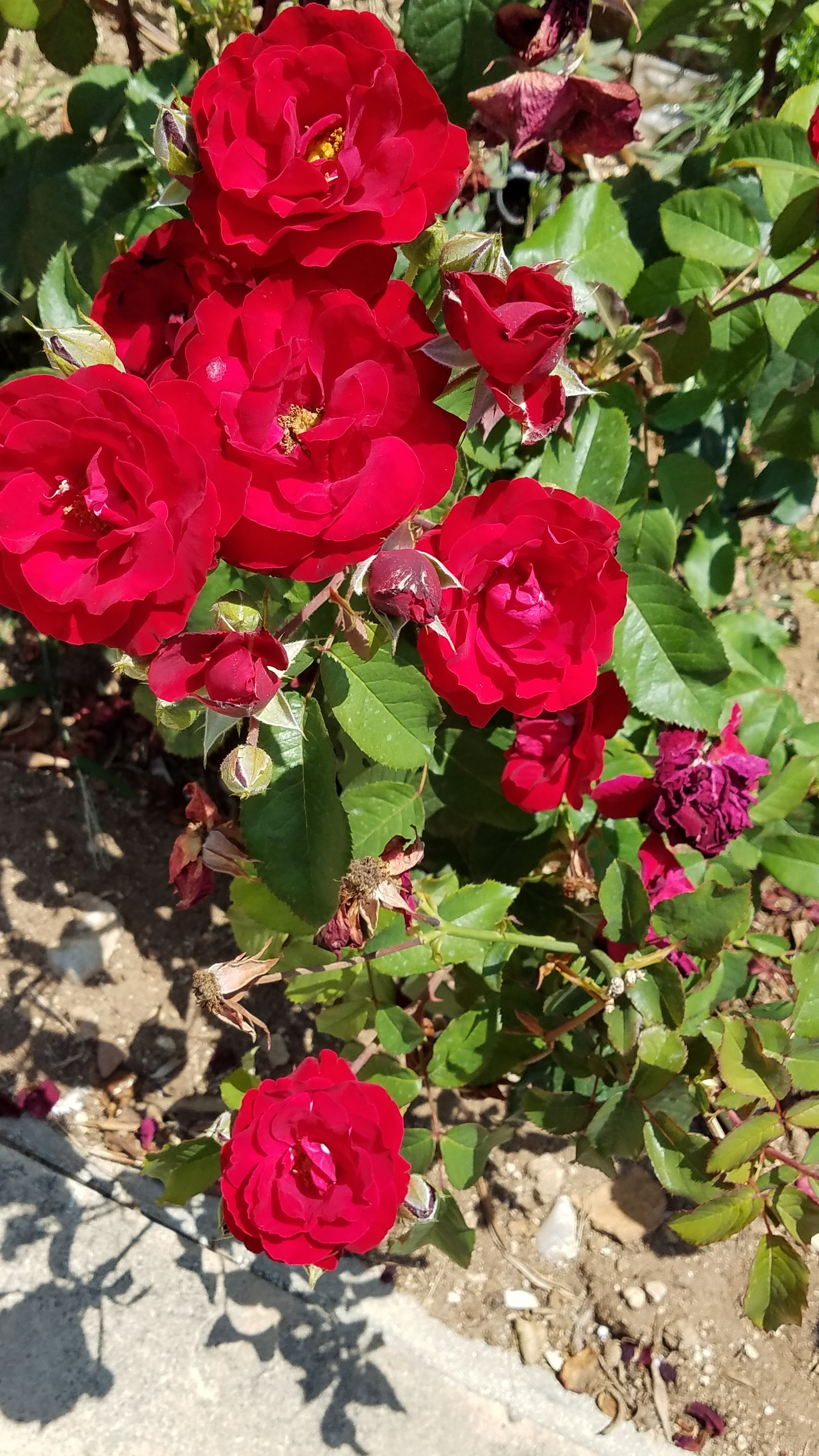 20170602_133550.jpg