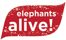 elephants alive.gif