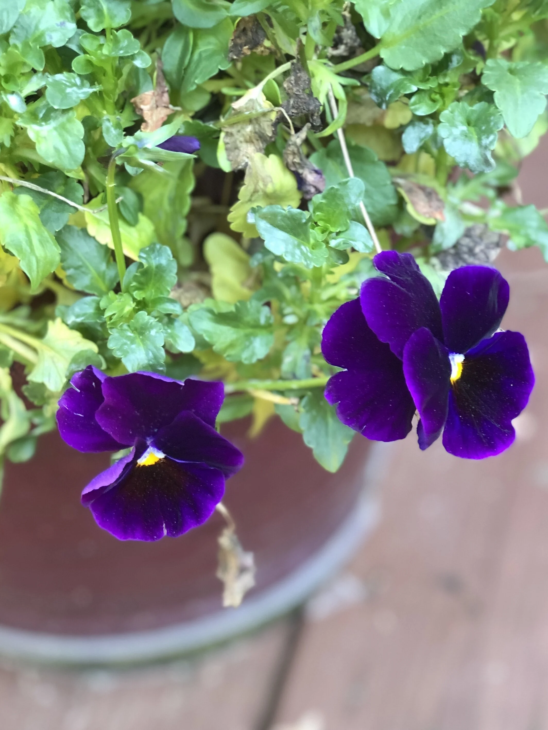 image1.jpeg