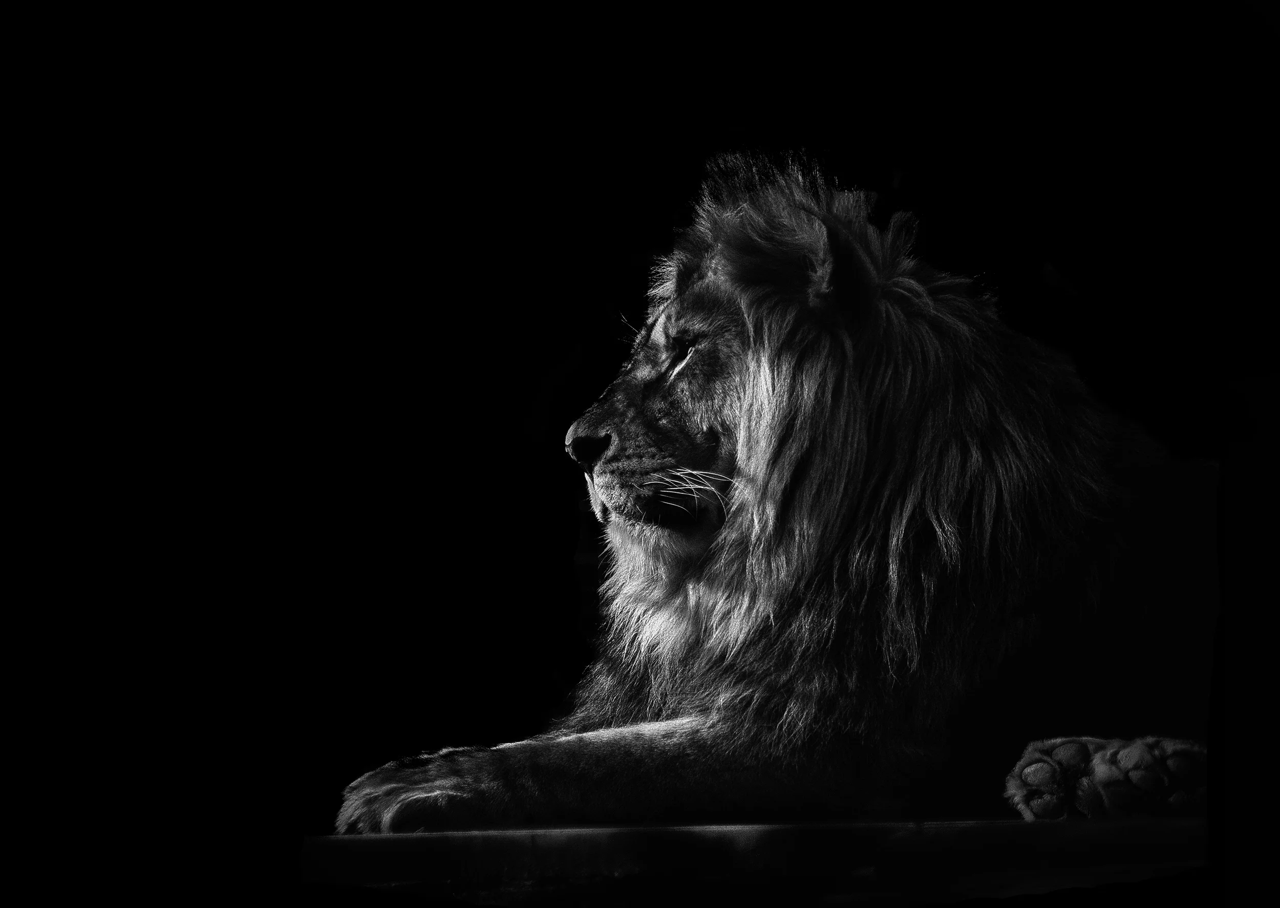 Lion shadow.jpg