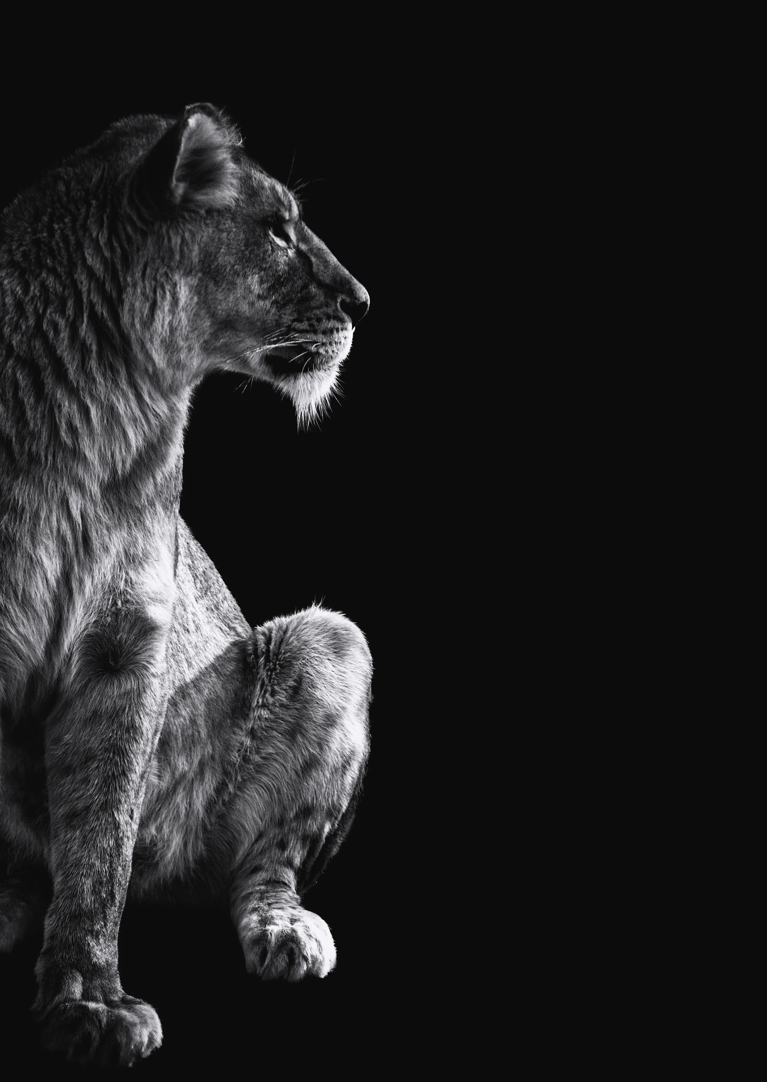 Lioness looking right.jpg