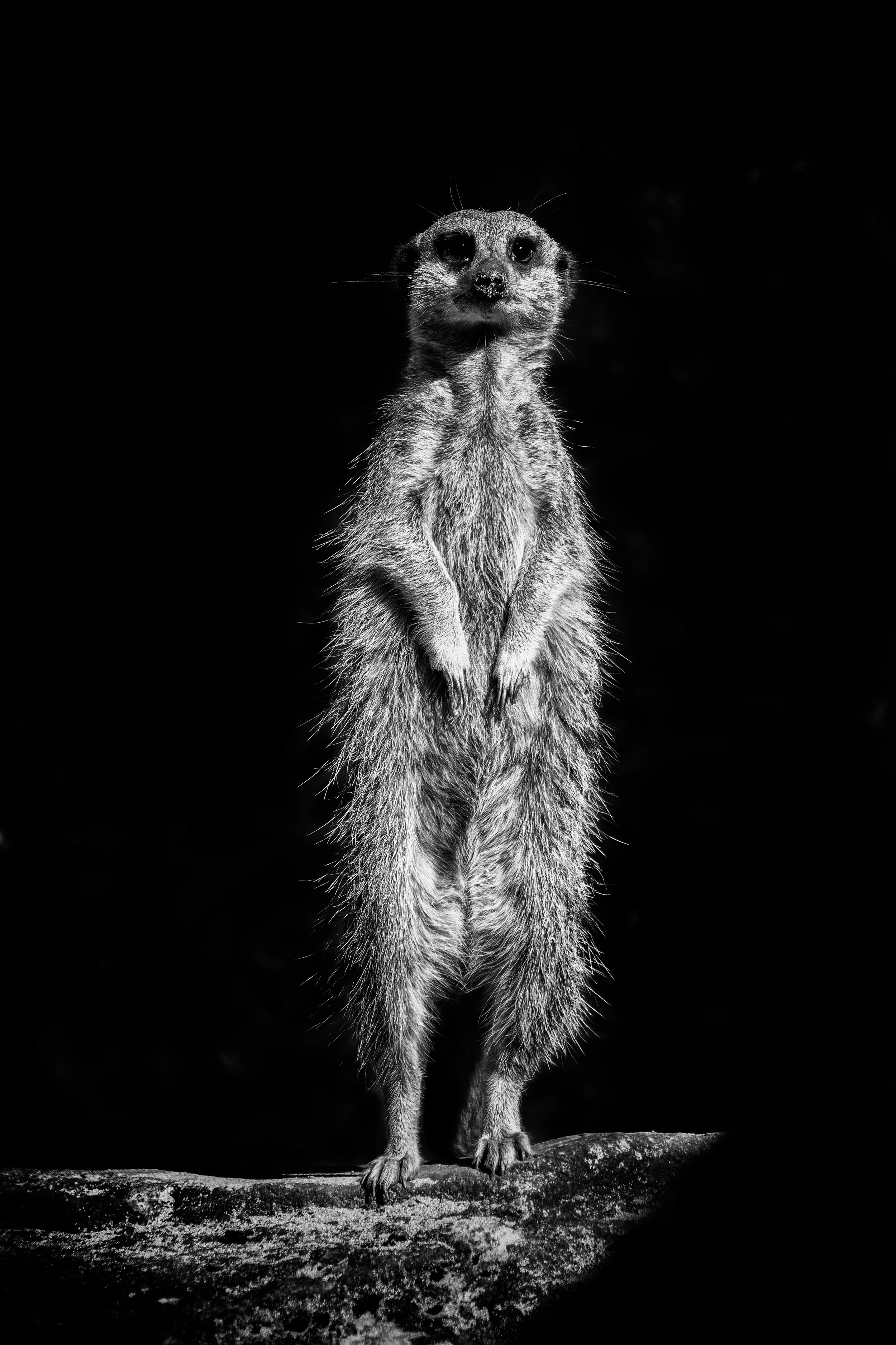 meercat final.jpg